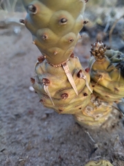 Tephrocactus articulatus