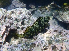 Aplodactylus lophodon
