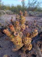Tephrocactus articulatus