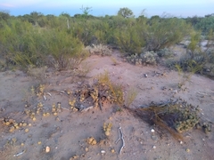 Tephrocactus articulatus