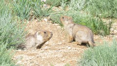 Marmota sibirica