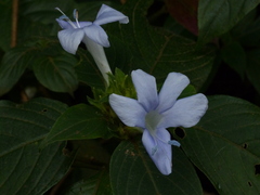 Barleria terminalis