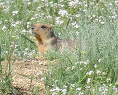 Marmota sibirica