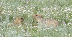 Marmota sibirica