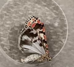 Utetheisa pulchelloides