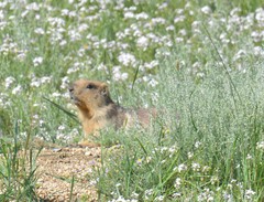 Marmota sibirica
