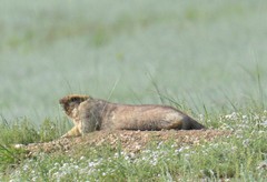 Marmota sibirica