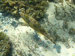 Meuschenia trachylepis