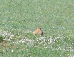 Marmota sibirica