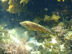 Meuschenia trachylepis