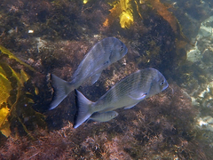 Pseudocaranx georgianus