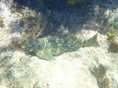 Aplodactylus lophodon