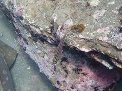 Ostorhinchus limenus