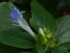 Barleria terminalis