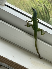 Anolis extremus