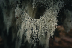 Usnea ciliifera