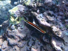 Trachinops taeniatus