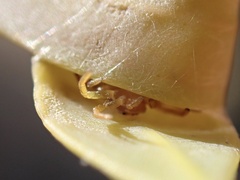 Cymbacha