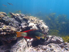 Notolabrus gymnogenis