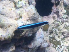 Aspidontus taeniatus