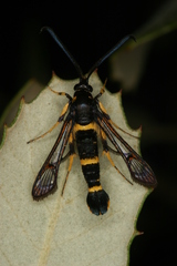 Synanthedon codeti