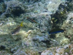 Atypichthys strigatus