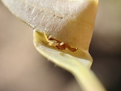 Cymbacha