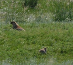 Marmota sibirica