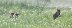 Marmota sibirica