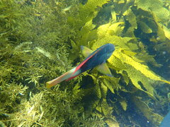 Notolabrus gymnogenis