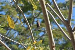 Selasphorus platycercus