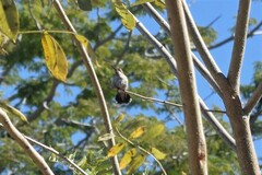 Selasphorus platycercus