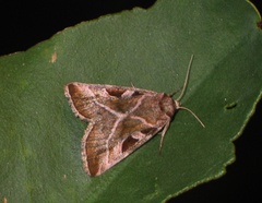 Eucarta virgo