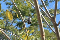 Selasphorus platycercus