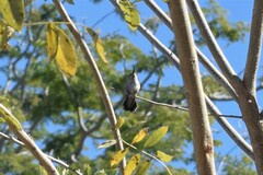 Selasphorus platycercus