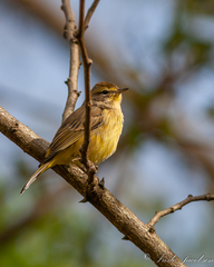 Setophaga palmarum hypochrysea