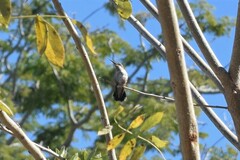 Selasphorus platycercus