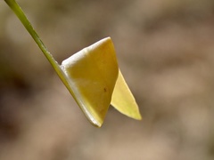 Cymbacha