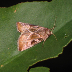 Eucarta virgo