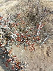 Sarcomphalus obtusifolius