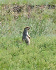 Marmota sibirica