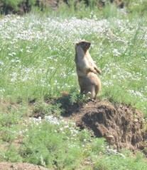 Marmota sibirica