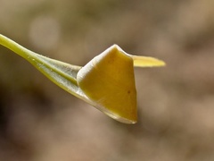 Cymbacha