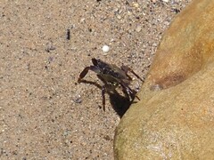Leptograpsus variegatus