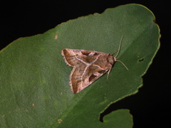 Eucarta virgo