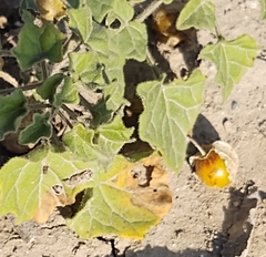 Physalis hederifolia