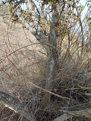 Sarcomphalus obtusifolius