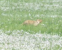 Marmota sibirica