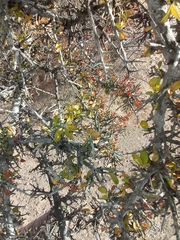 Sarcomphalus obtusifolius