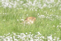 Marmota sibirica
